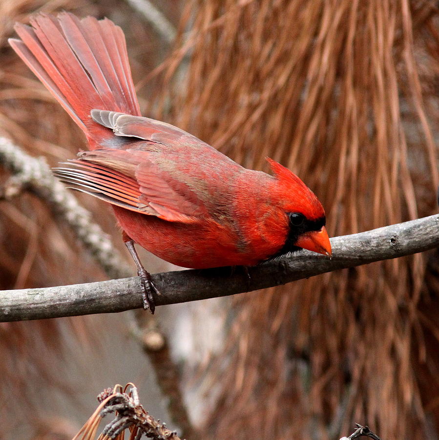 IMG_0968-002 - Northern Cardinal Photograph by Travis Truelove