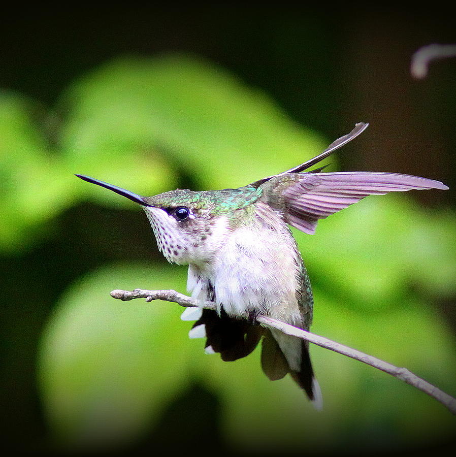 IMG_0969-004 -  Ruby-throated Hummingbird Photograph by Travis Truelove