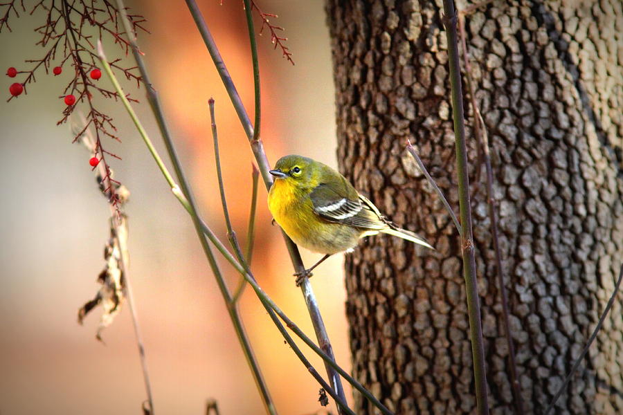 IMG_0970 - Pine Warbler Photograph by Travis Truelove