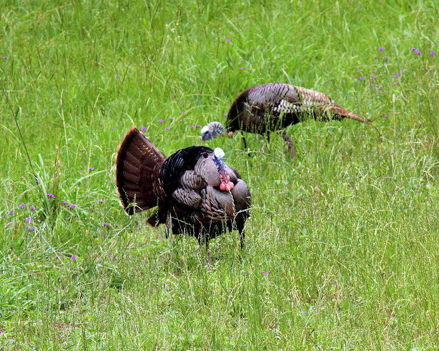 IMG_0974-001 - Wild Turkey Photograph by Travis Truelove