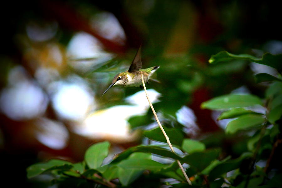 IMG_0978-001 - Ruby-throated Hummingbird Photograph by Travis Truelove
