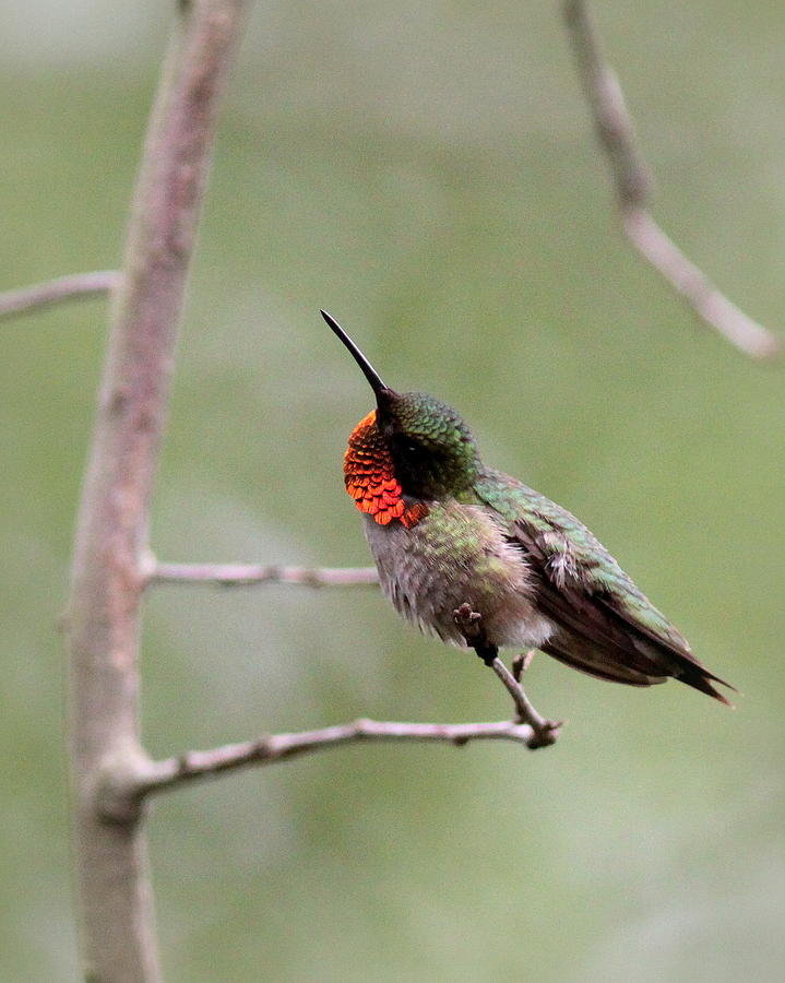 IMG_0978 - Ruby-throated Hummingbird Photograph by Travis Truelove