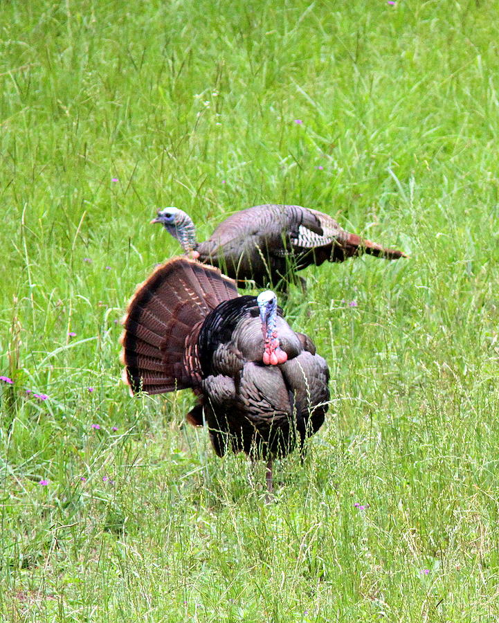 IMG_0981 - Wild Turkey Photograph by Travis Truelove