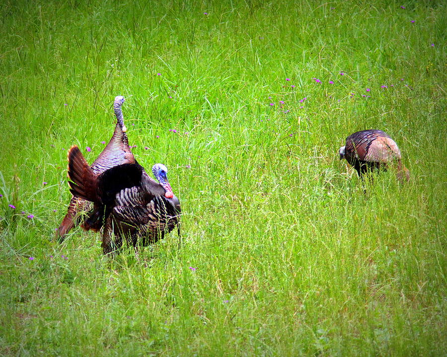 IMG_0986-001 - Wild Turkey Photograph by Travis Truelove