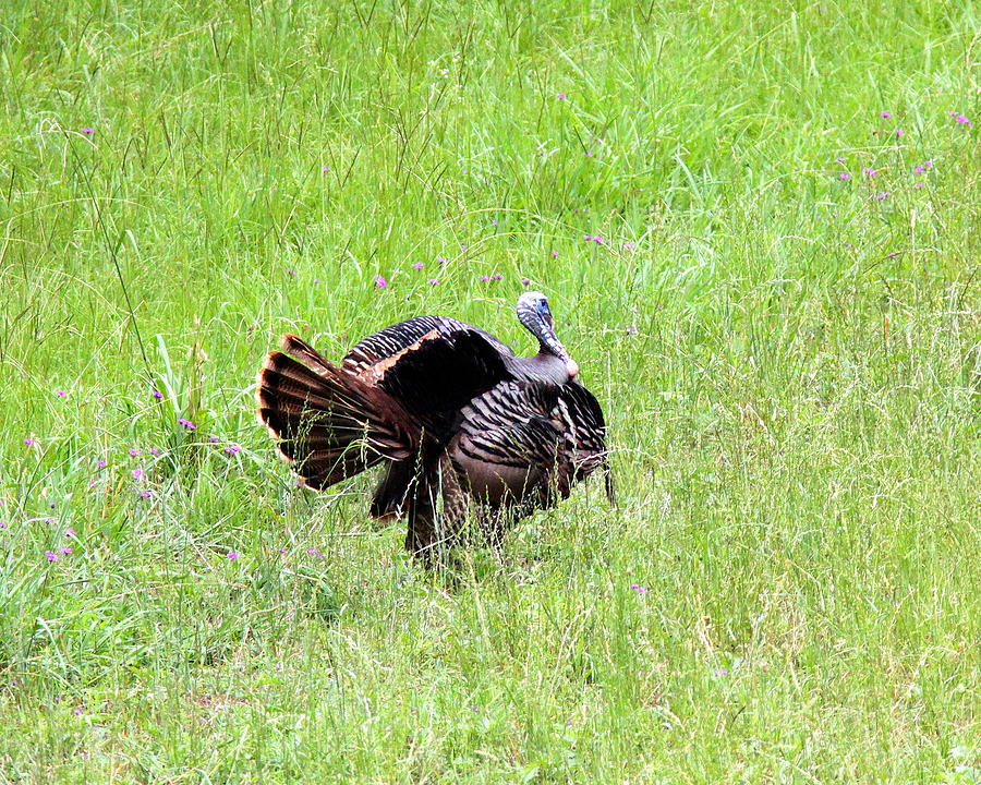 IMG_0992-002 - Wild Turkey Photograph by Travis Truelove