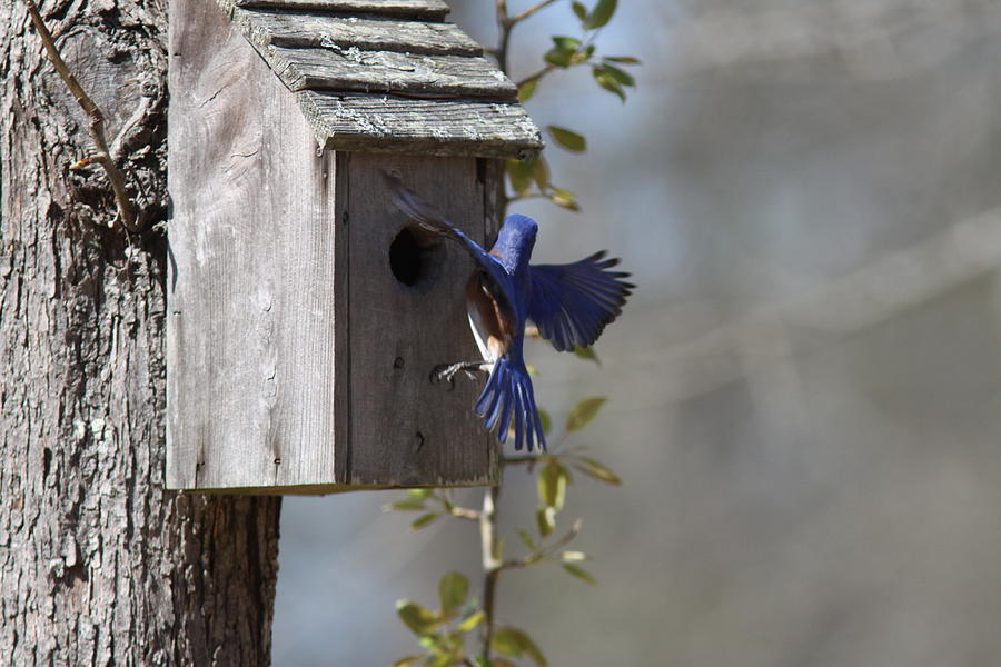 IMG_0998 - Eastern Bluebird Photograph by Travis Truelove