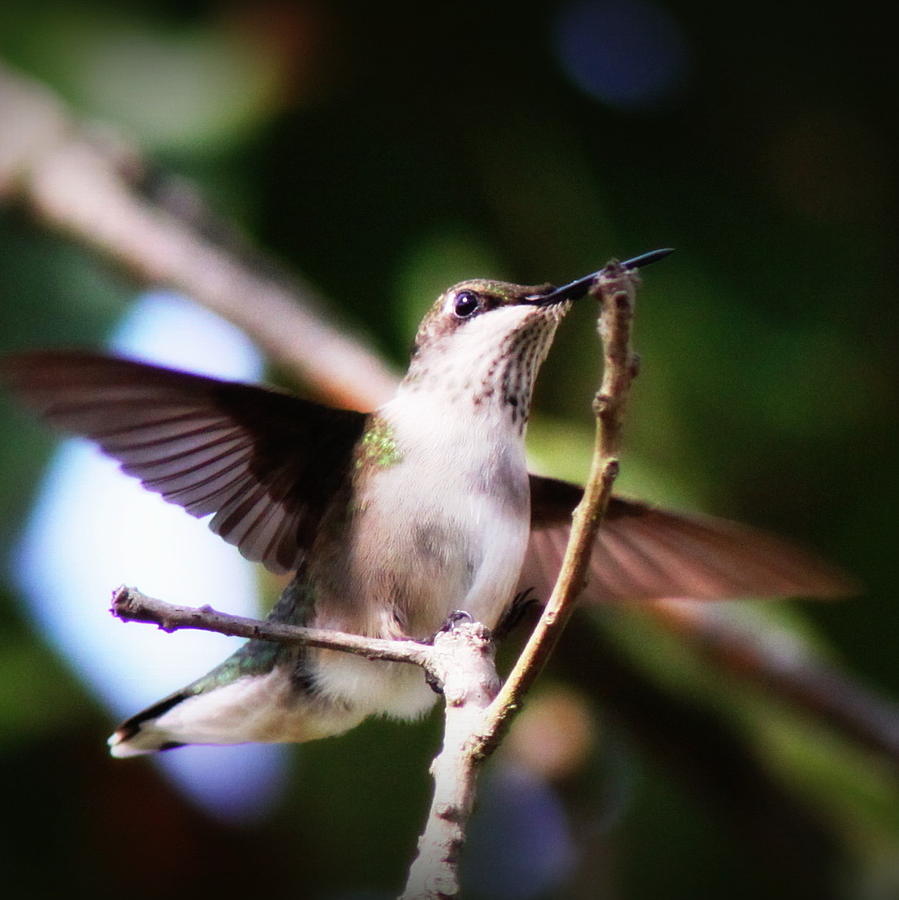 IMG_1000-005 -  Ruby-throated Hummingbird Photograph by Travis Truelove