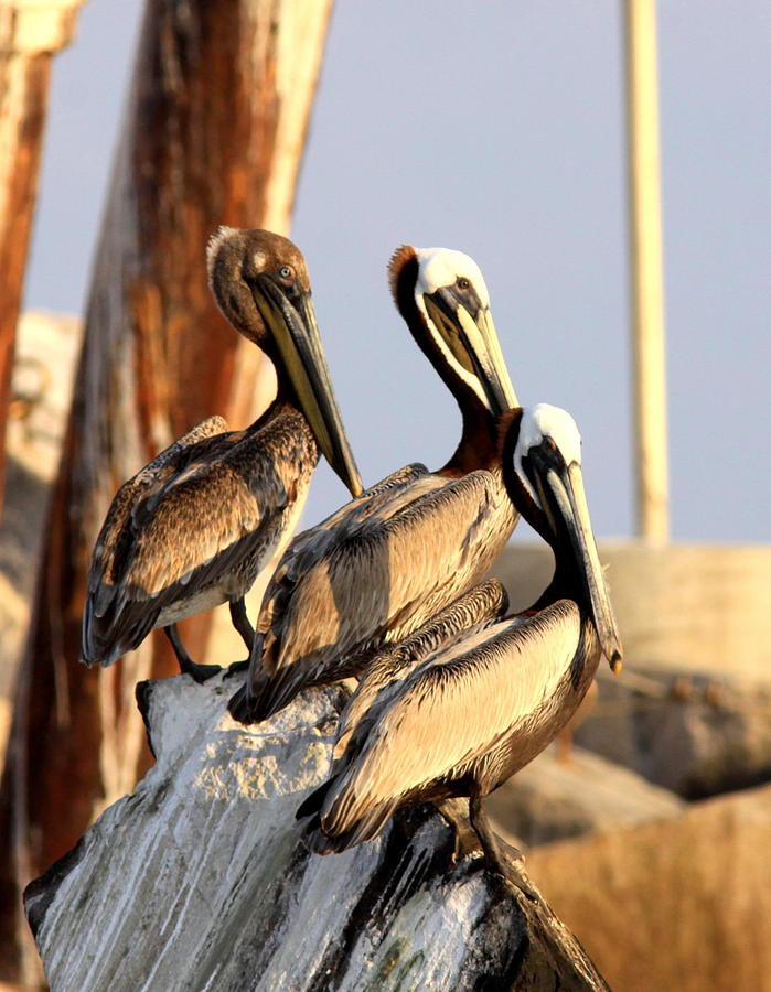 IMG_100034 - Brown Pelican Photograph by Travis Truelove
