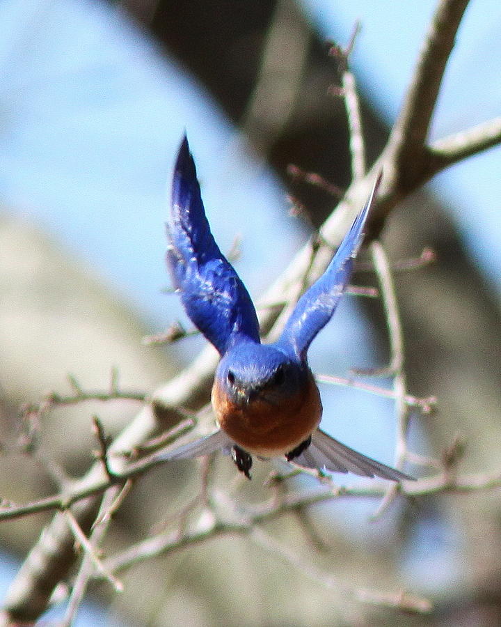 IMG_1023-001 - Eastern Bluebird Photograph by Travis Truelove