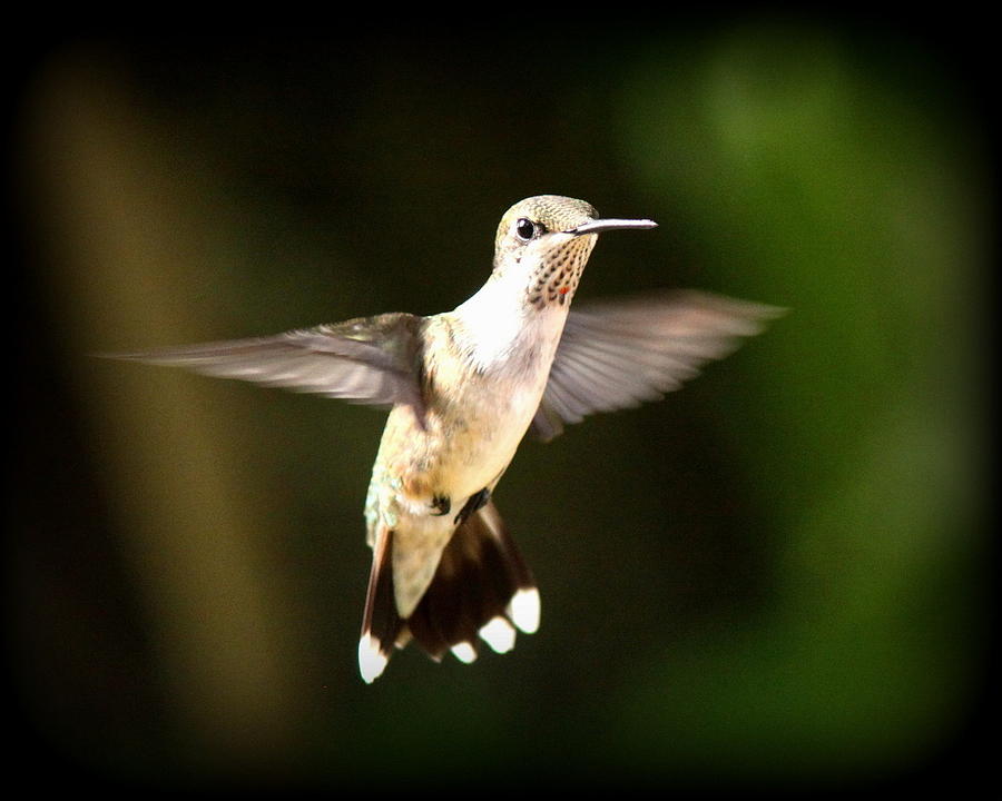 IMG_102388 - Ruby-throated Hummingbird Photograph by Travis Truelove