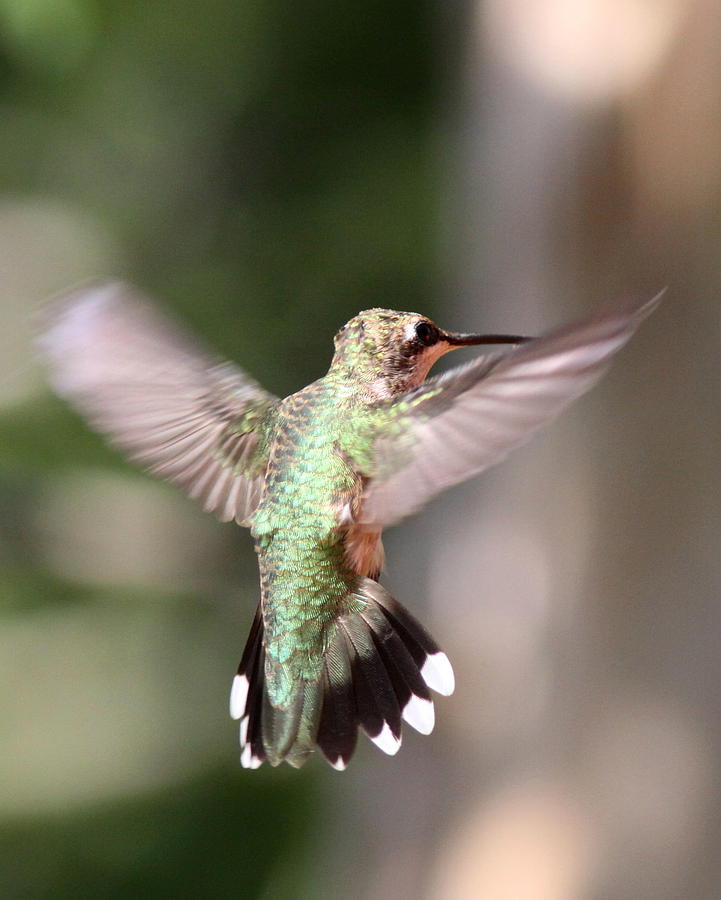 Img_102588 - Ruby-throated Hummingbird Photograph