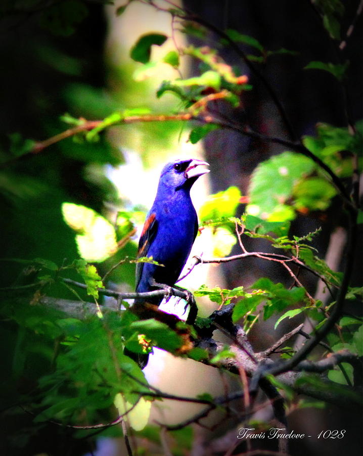 IMG_1028 - Blue Grosbeak Photograph by Travis Truelove