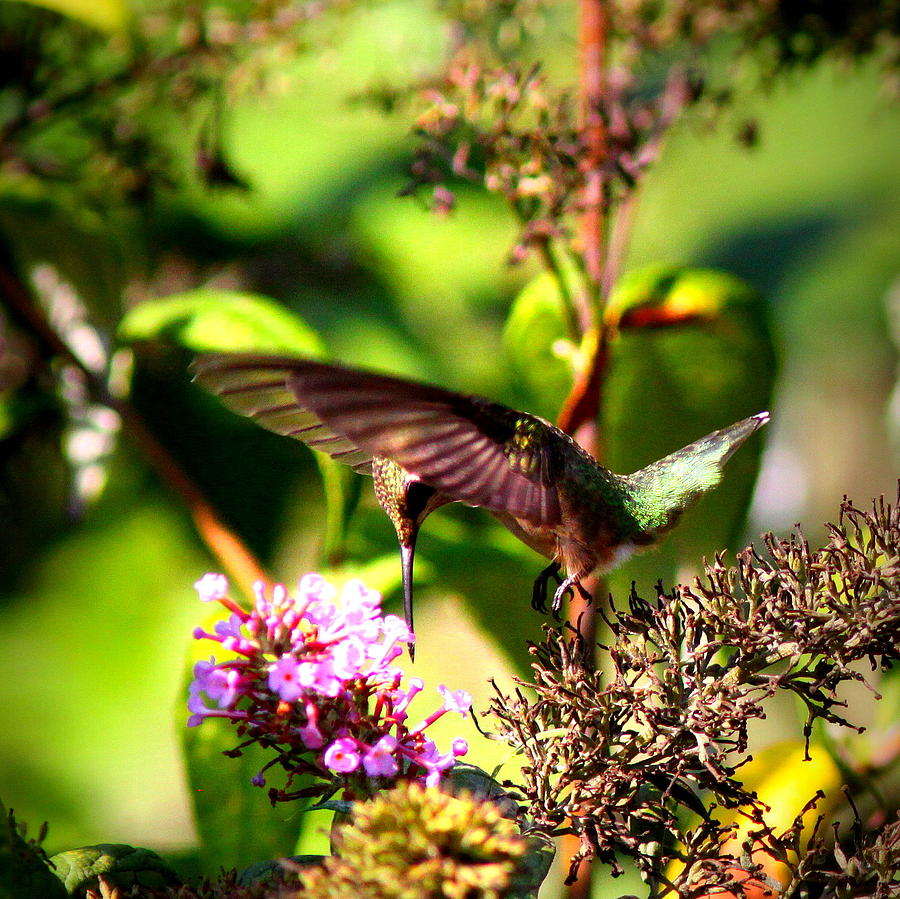 img_103210 - Ruby-throated Hummingbird Photograph by Travis Truelove