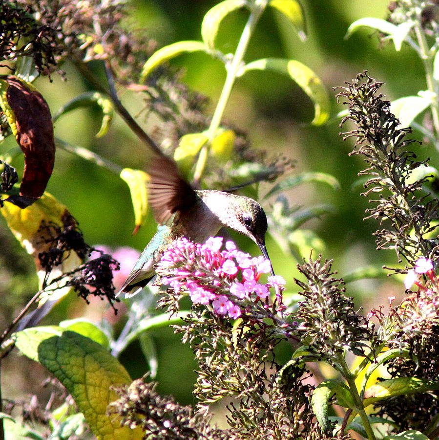 IMG_103220 - Ruby-throated Hummingbird Photograph by Travis Truelove