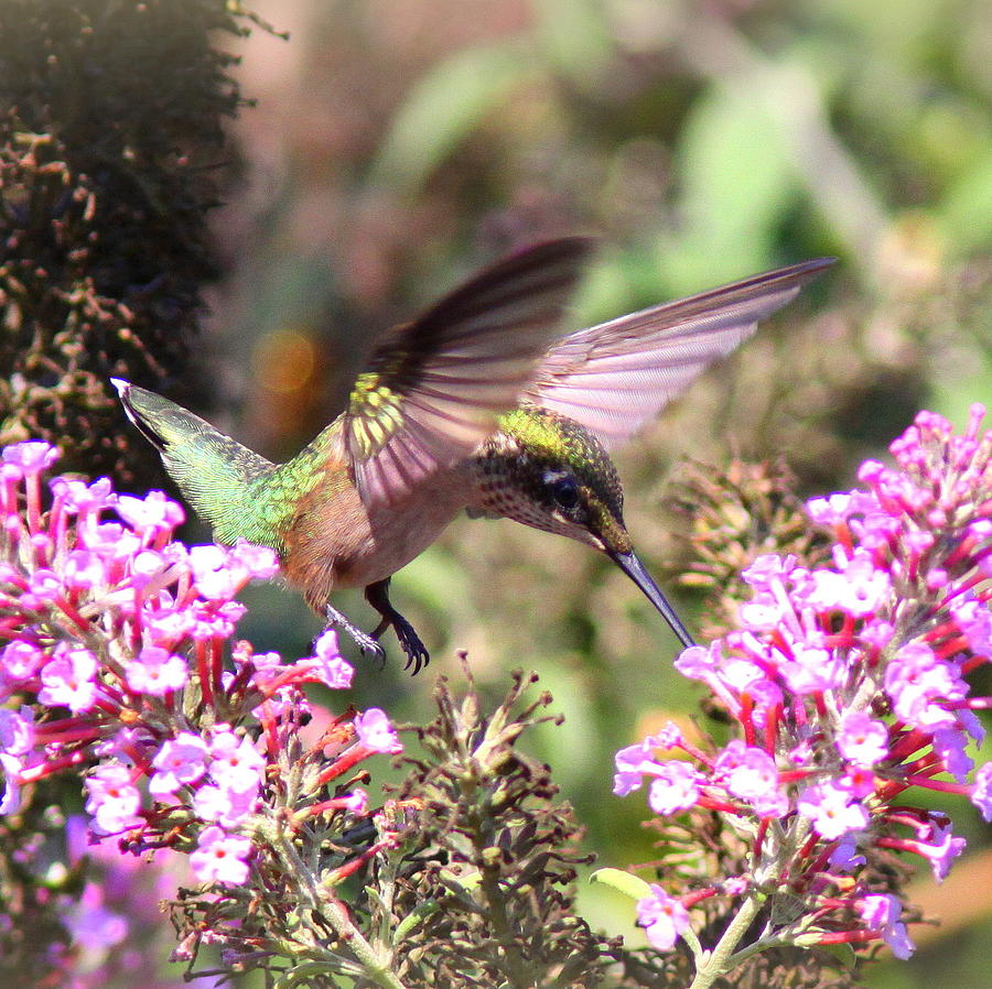 IMG_103372 - Ruby-throated Hummingbird Photograph by Travis Truelove