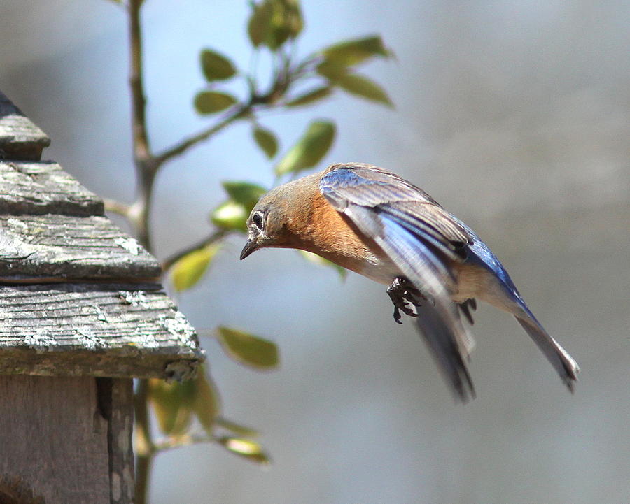 IMG_1035 - Eastern Bluebird Photograph by Travis Truelove