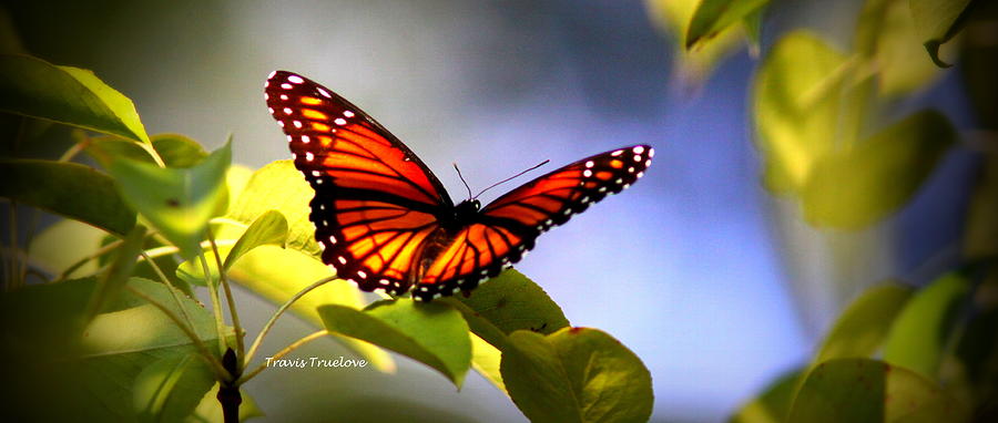 IMG_103505-006 - Monarch Butterfly Photograph by Travis Truelove