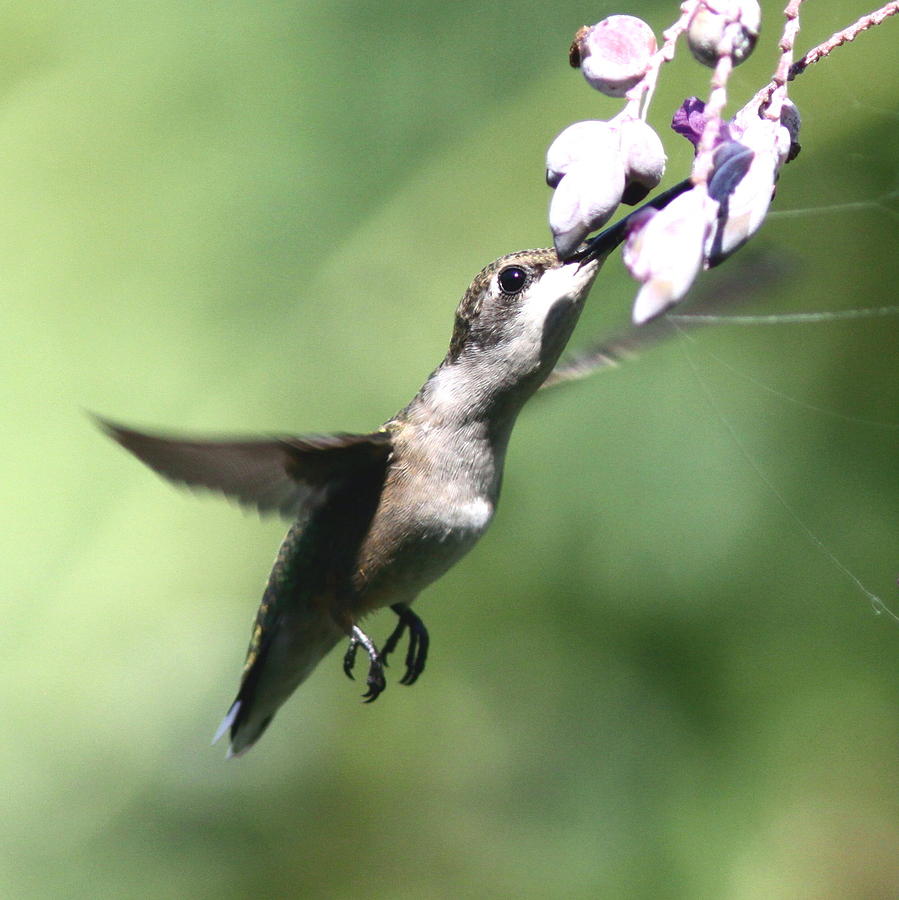IMG_103758 - Ruby-throated Hummingbird Photograph by Travis Truelove