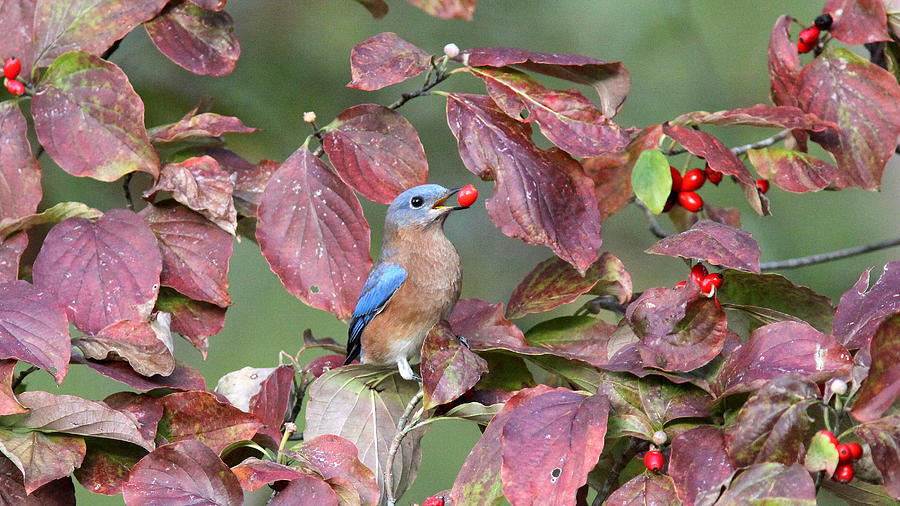 Eastern Bluebird Photograph - IMG_1050-002 - Eastern Bluebird by Travis Truelove