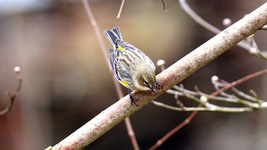 IMG_1056 - Yellow-rumped Warbler Photograph by Travis Truelove
