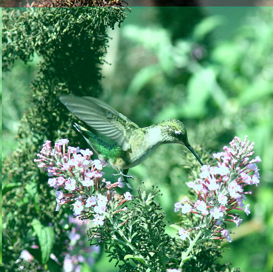 IMG_105781 - Ruby-throated Hummingbird Photograph by Travis Truelove