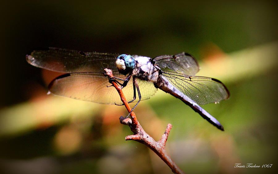 IMG_1067 - Dragonfly Photograph by Travis Truelove