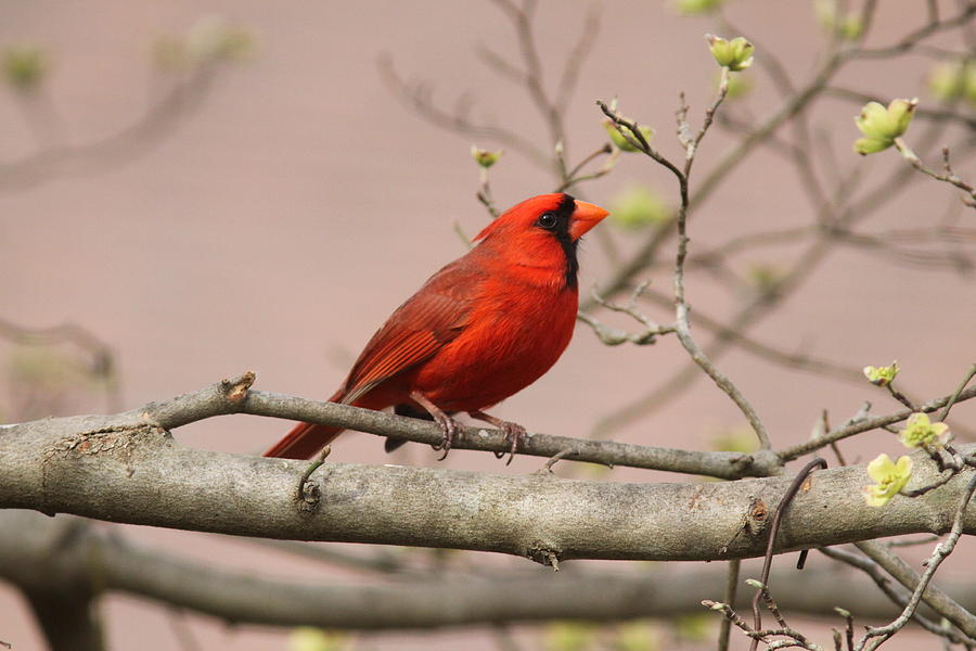IMG_1071 - Northern Cardinal Photograph by Travis Truelove