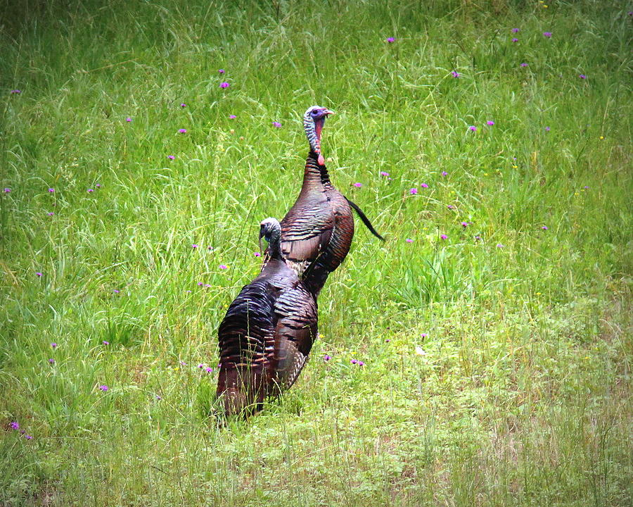 IMG_1076-001 - Wild Turkey Photograph by Travis Truelove
