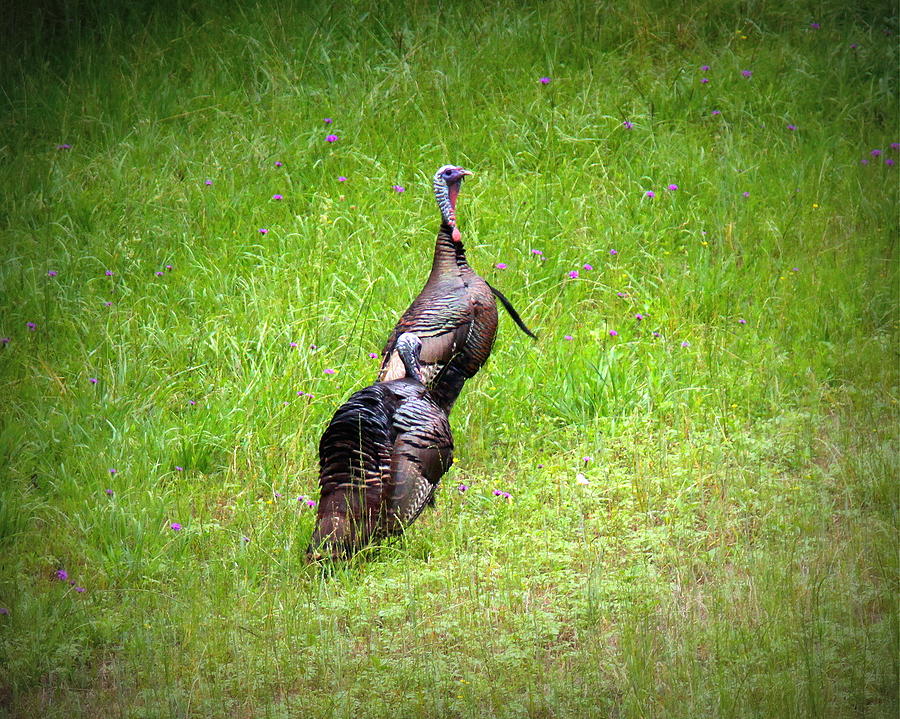 IMG_1078-001 - Wild Turkey Photograph by Travis Truelove