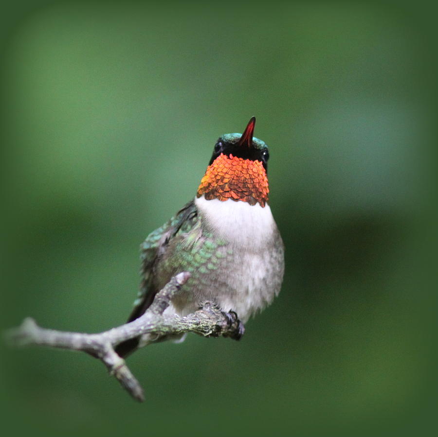 IMG_1082 -  Ruby-throated Hummingbird Photograph by Travis Truelove