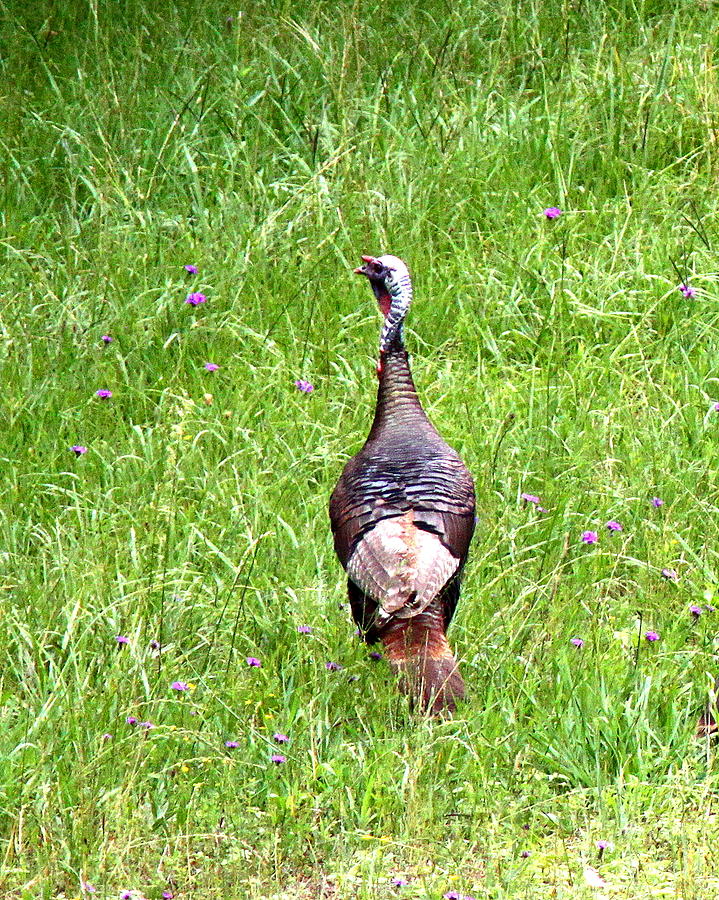 IMG_1097 - Wild Turkey Photograph by Travis Truelove