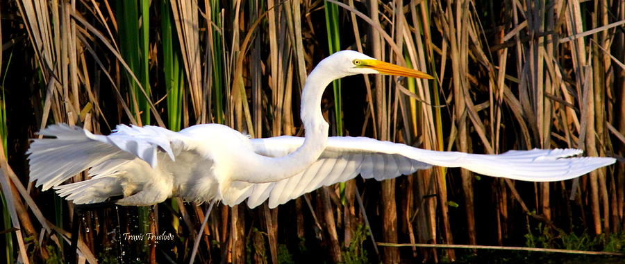 IMG_1105-002 - Great Egret Photograph by Travis Truelove
