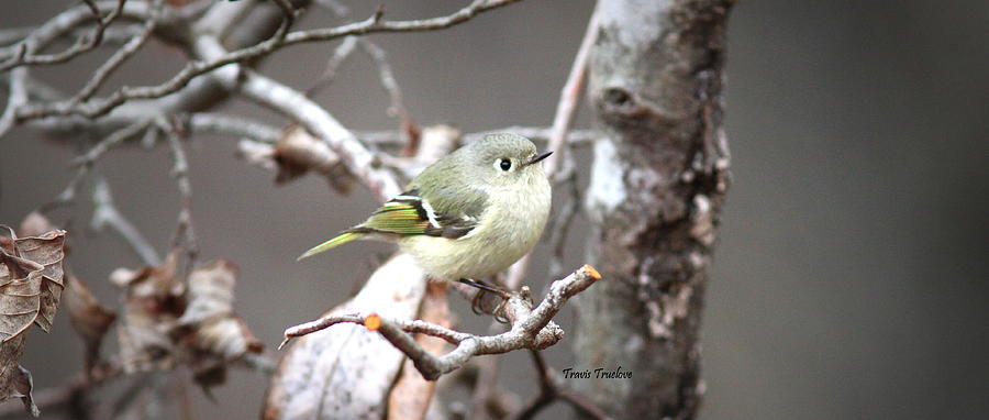 IMG_1129 - Ruby-crowned Kinglet Photograph by Travis Truelove