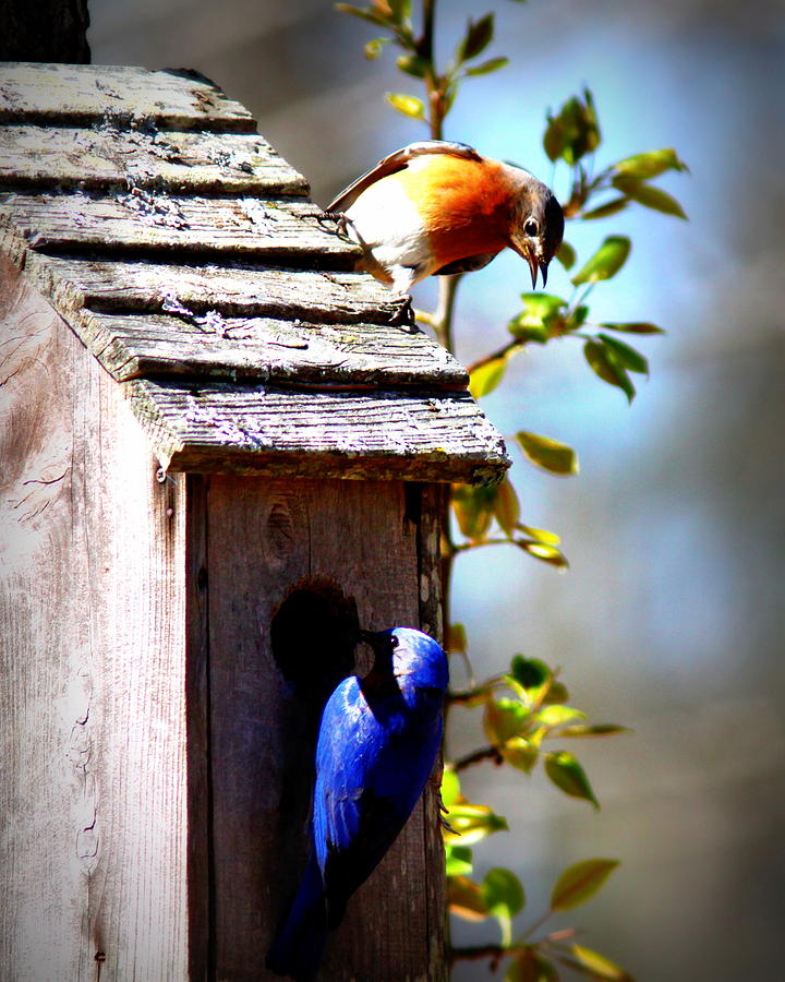 IMG_1154 - Eastern Bluebird Photograph by Travis Truelove