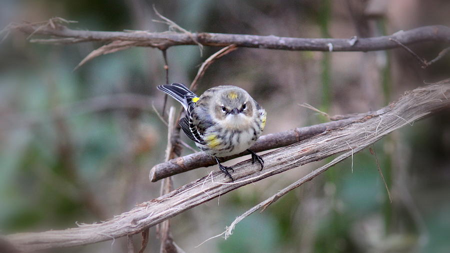 IMG_1156-004 - Yellow-rumped Warbler Photograph by Travis Truelove