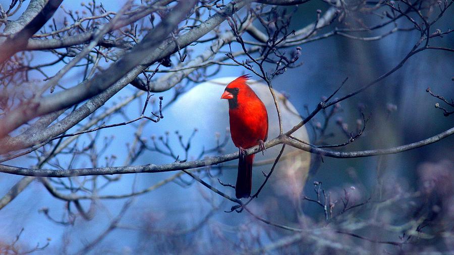 Img_1172 - Northern Cardinal Photograph