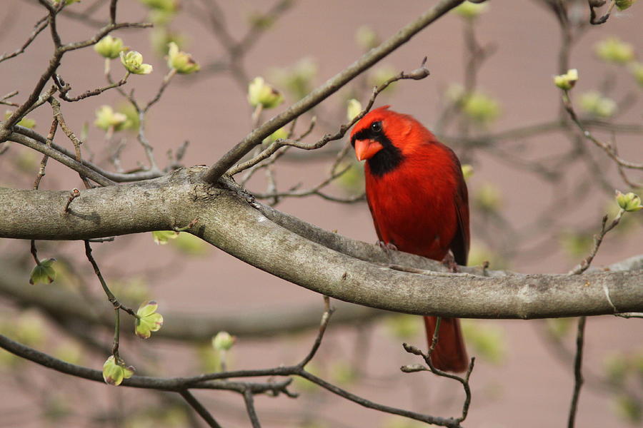 IMG_1180-001 - Northern Cardinal Photograph by Travis Truelove