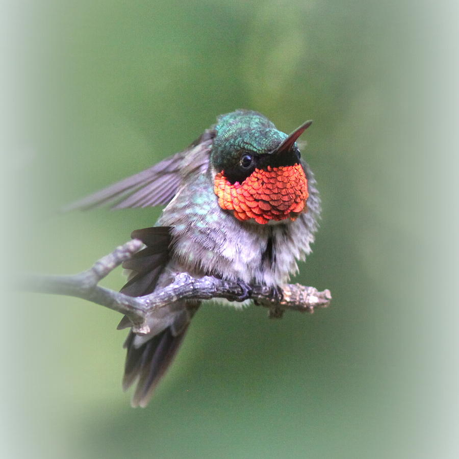 IMG_1184-003 - Ruby-throated Hummingbird Photograph by Travis Truelove