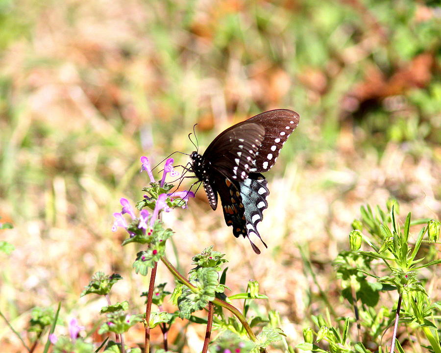 IMG_1188 - Black Swallowtail Butterfly Photograph by Travis Truelove