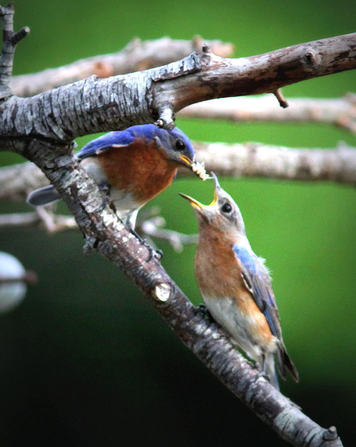 Img_1191 - Eastern Bluebird - Feeding Mama Photograph