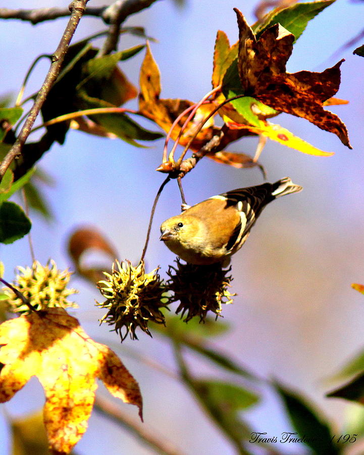 IMG_1195 - American Goldfinch Photograph by Travis Truelove