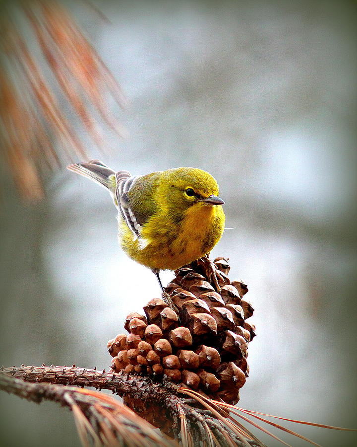 IMG_1209 - Pine Warbler Photograph by Travis Truelove