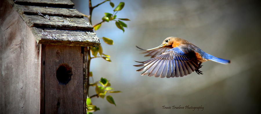 IMG_1243-005 - Eastern Bluebird Photograph by Travis Truelove