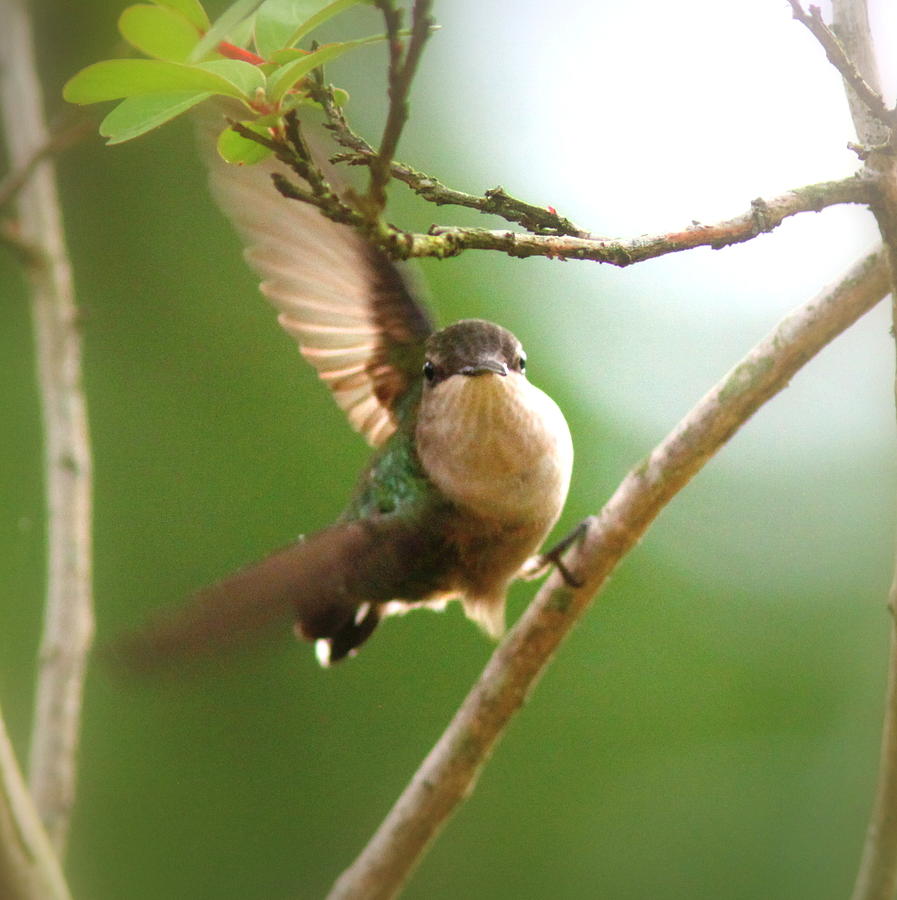 IMG_1255-012 - Ruby-throated Hummingbird Photograph by Travis Truelove