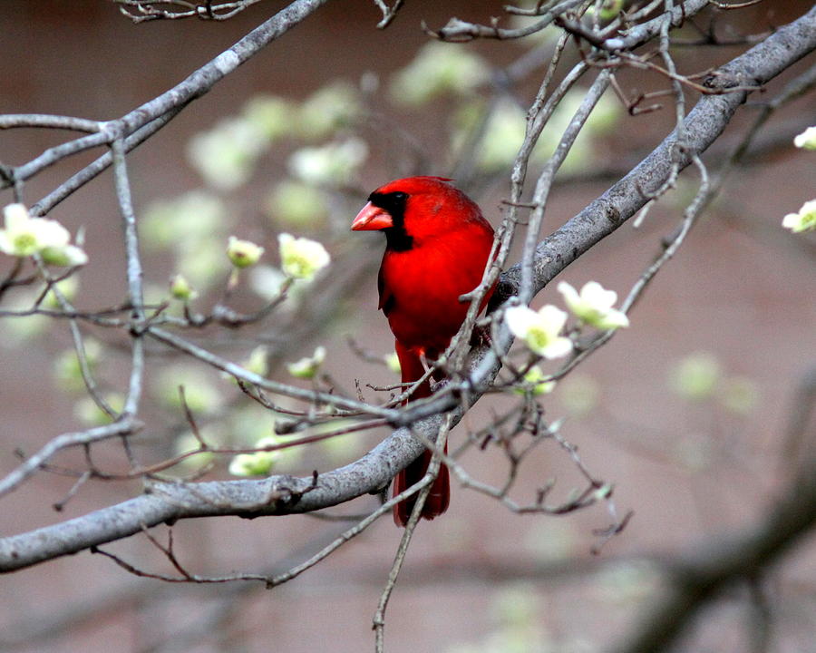IMG_1293-003 - Northern Cardinal Photograph by Travis Truelove