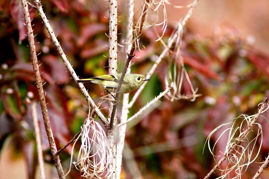 IMG_1305-001 - Ruby-crowned Kinglet Photograph by Travis Truelove