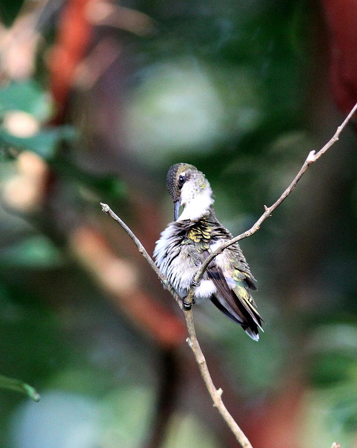 IMG_1306 - Ruby-throated Hummingbird Photograph by Travis Truelove