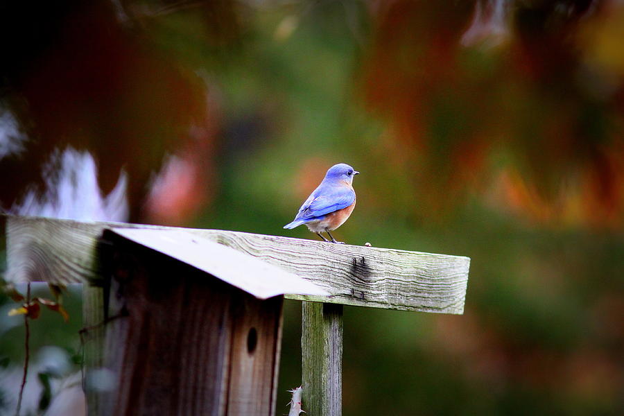 IMG_1320 - Eastern Bluebird Photograph by Travis Truelove