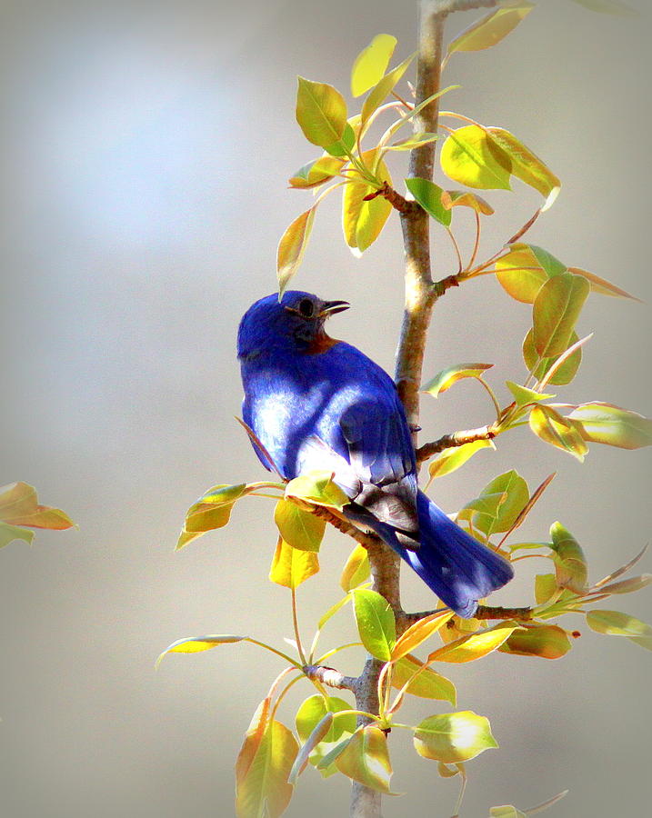 IMG_1332-001 - Eastern Bluebird Photograph by Travis Truelove