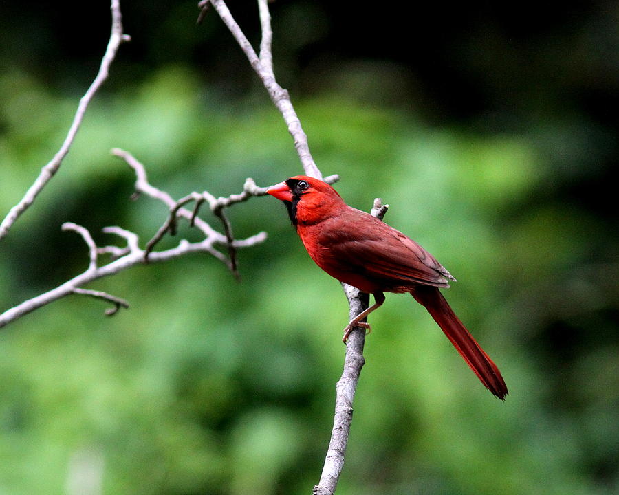 IMG_1343-001 - Northern Cardinal Photograph by Travis Truelove